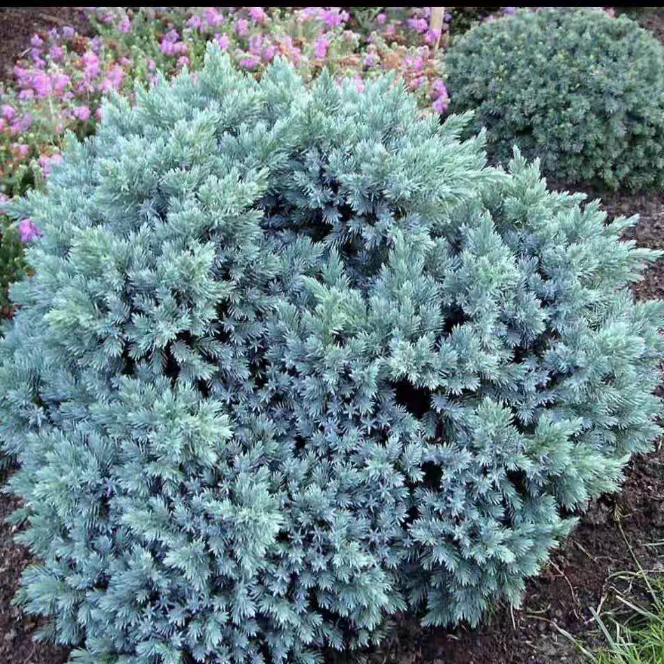 蓝星 高山桧柏 Blue Star 多年生 常绿针叶树耐热耐寒花园庭院