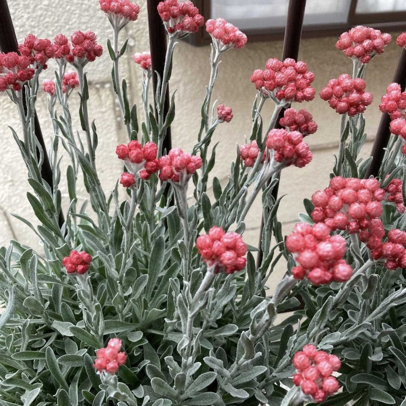 银叶蜡菊 红宝石簇 银叶植物干花切花素材多年生阳台盆栽皮实好养,鲜花速递/花卉仿真/绿植园艺,时令草本花卉,淘宝优惠券,粉丝福利购,淘宝优惠卷