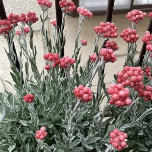 银叶蜡菊 红宝石簇 银叶植物干花切花素材多年生阳台盆栽皮实好养