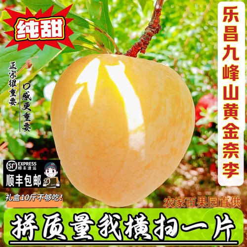 人气榜高端水果原产地黄金奈李