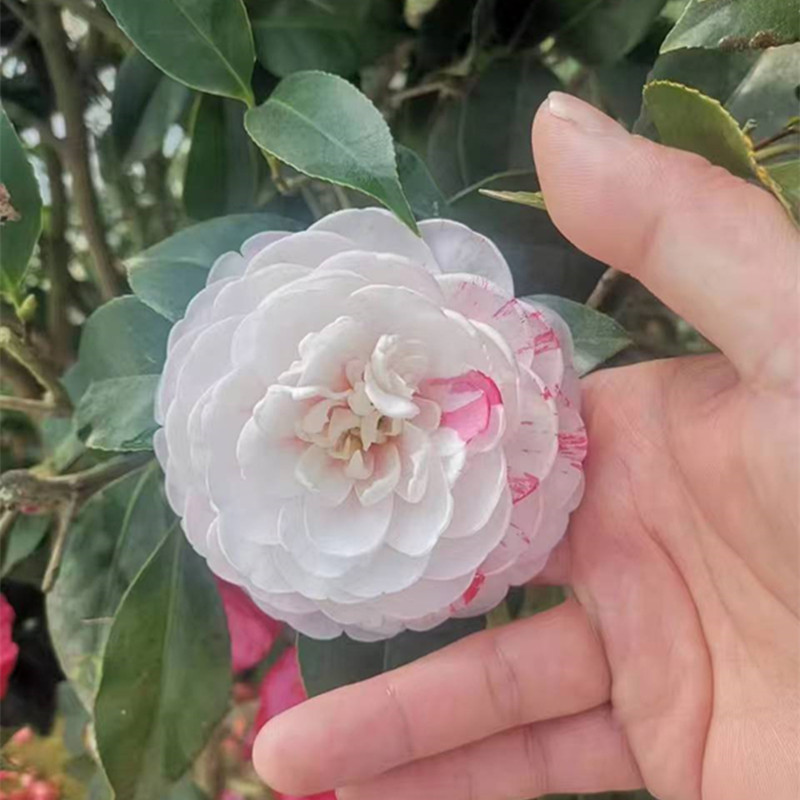 福建龙岩白底五色赤丹白五超五茶花盆栽一树多色茶花