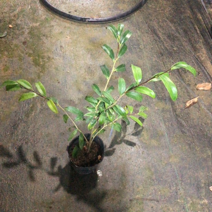 复色孔雀椿