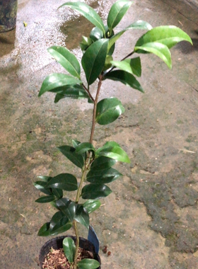 橙色珍宝