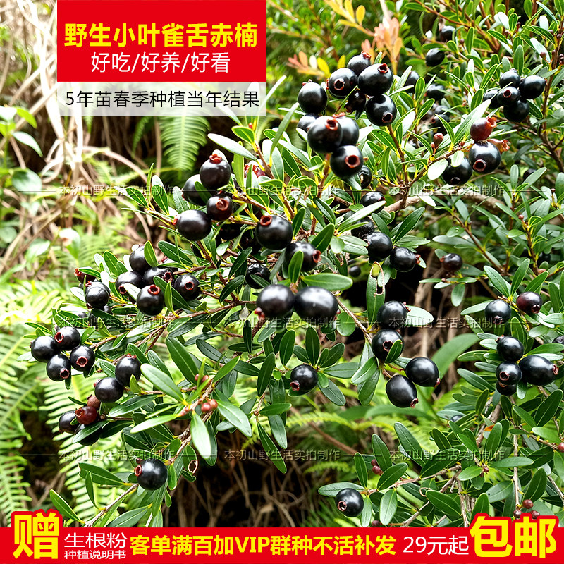 野生赤楠苗小叶赤楠绿植花卉盆景树素材米叶盆栽阳台庭院南方种植