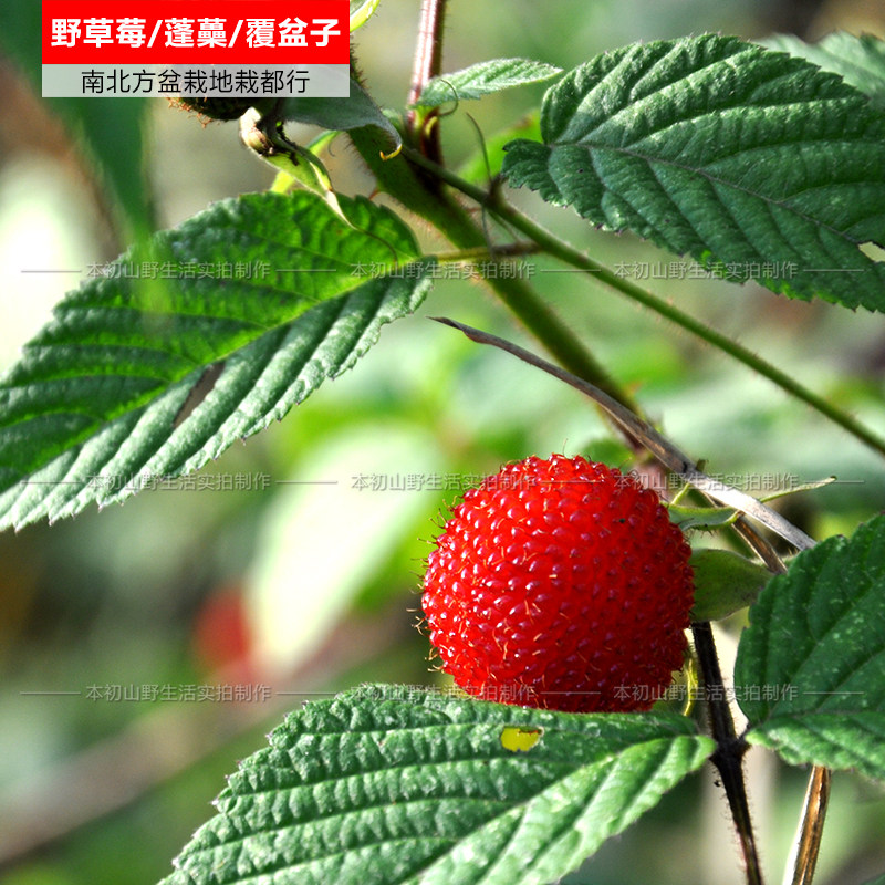 农村野外蓬蘽覆盆子苗树莓蔷薇莓野草莓悬钩子空心泡三月泡红刺梅