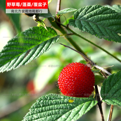 蓬蘽覆盆子野草莓常绿好看好吃