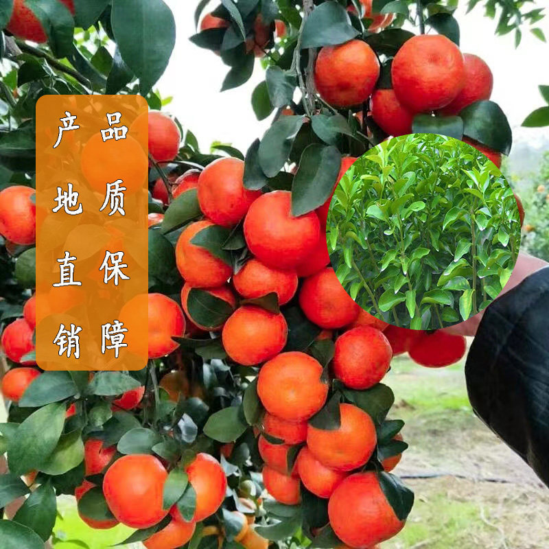 四会砂糖橘树苗带土带叶广东原产地正宗沙糖桔苗嫁接柑桔苗