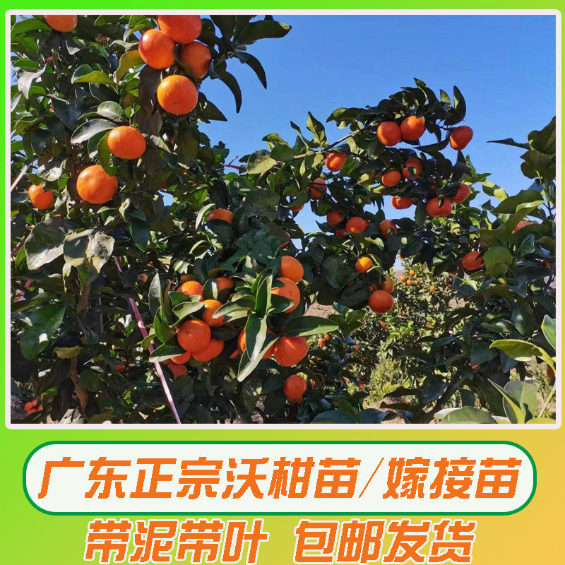 沃柑树苗甜温度不要低于零下3度