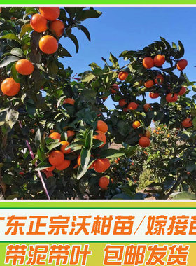 沃柑树苗甜温度不要低于零下3度