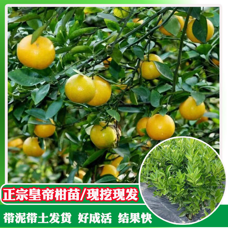 皇帝柑2年苗嫁接果树苗广东德庆贡柑苗黄帝柑树苗桔包邮
