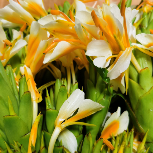 野姜花纯露黄姜花草果花蝴蝶花
