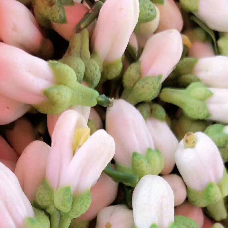新鲜腌制苦橙花玳玳花苞花朵500克可做香水纯露专用5斤起拍
