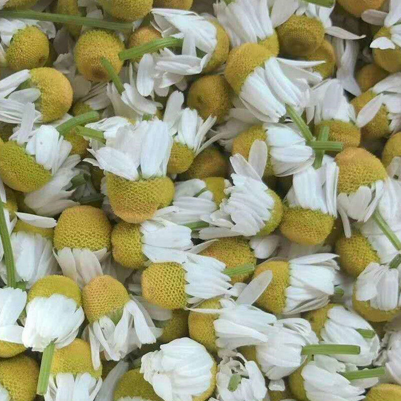 2025德国洋甘菊鲜花腌制纯露食用花茶精油泡油晒后舒缓保湿敏感肌