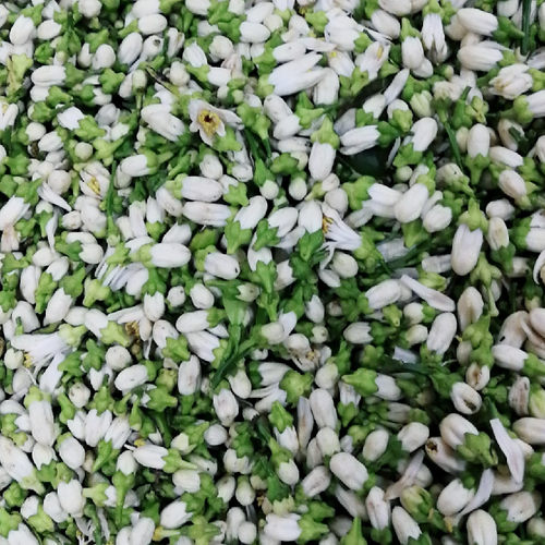 苦橙花鲜花腌制玳玳花纯露精油