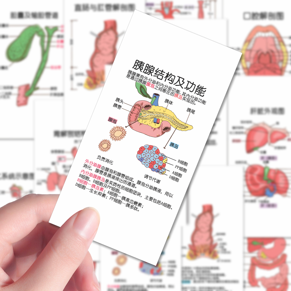 【消化系统解剖图】36张加大医学生手绘解剖图大合集医学笔记干货