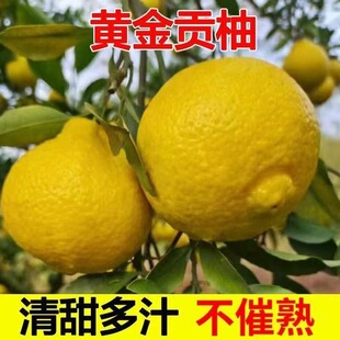 正宗新鲜无酸榕江黄金柚现新鲜发货皮薄多汁春香桔柚小甜柚