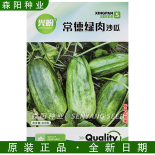 兴盼常德绿肉沙瓜大田基地种植南县乌金沙瓜本地烧瓜脆香菜瓜种子