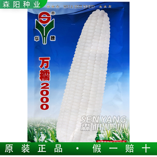 华穗万糯2000玉米种子白色中熟糯玉米国审春夏季鲜食加工白糯玉米