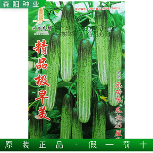 川塔精品极早美黄瓜种子早熟无苦味极早熟清香脆嫩燕青黄瓜籽白绿