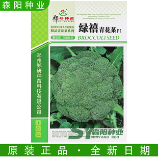郑研绿禧青花菜种子60天早熟西兰花杂交优秀绿花秋季种植花球浓绿