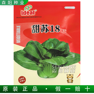 理想 甜苏18青梗菜种子四倍体杂交上海青矮杆束腰秋冬季小青菜