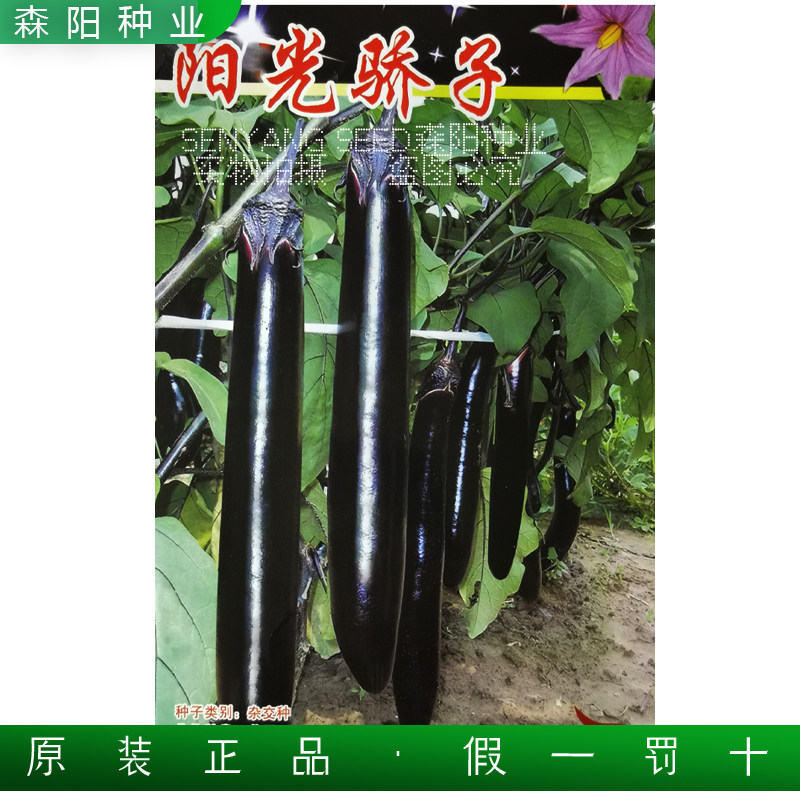 济南茄果阳光骄子茄子种子中早熟长棒黑丽长春秋两用基地蔬菜茄籽