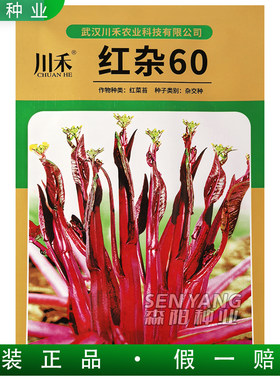 川禾红杂60红菜苔杂交种