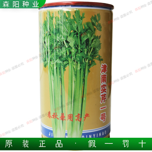 津南实芹一号春秋季香芹种子杂交高产抗病西芹菜种籽实心白庙芹菜