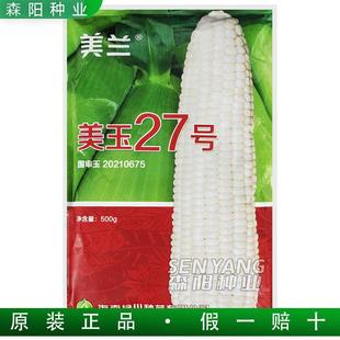 美兰美玉27号玉米种子国审鲜食糯玉米杂交种籽京科糯2000海南绿川