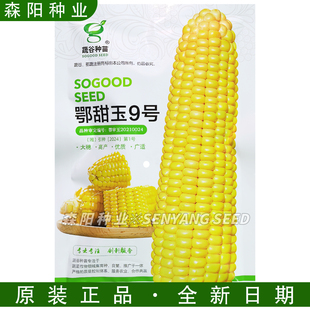 蔬谷鄂甜玉9号鲜食黄甜玉米种子高产大棒适应性广万甜2000荣玉甜