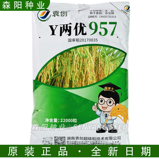 袁创 Y两优957 水稻杂交种国审大田水稻种子高产长粒稻谷优质中稻