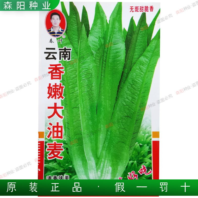油麦菜种子四季速生真好吃凤尾