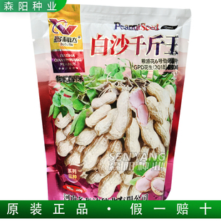 多利达白沙千斤王花生种子纯手工剥壳粮源花6号早熟高产高出油率