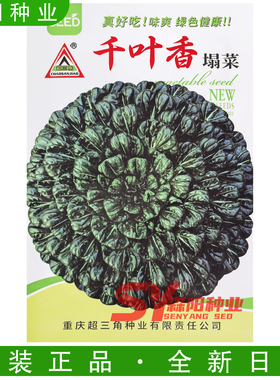 超三角千叶香塌菜种子墨绿色皱叶乌塌菜菊花心形秋冬阳台盆栽蔬菜