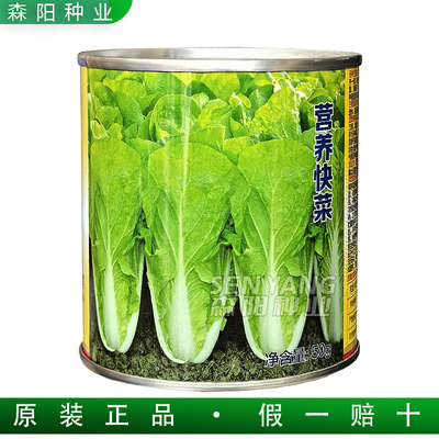 申荣营养快菜种杂交高产苗菜大田
