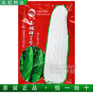 中苗玉糯鲜7号甜加糯玉米种子国审早熟大棒鲜食玉米澳甜糯75美玉