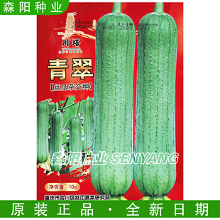 川塔青翠丝瓜杂交种早熟长圆筒形连续座果能力强春秋季短棒丝瓜种