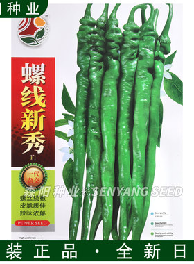 皖椒螺线新秀特辣脆皮螺丝椒