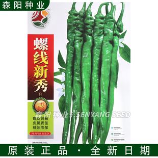 皖椒螺线新秀辣椒种子特辣脆皮螺丝线椒早中熟春秋季细螺丝椒辣旋