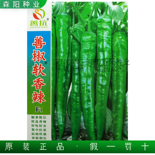 善椒软香辣粗长牛角椒种子55号