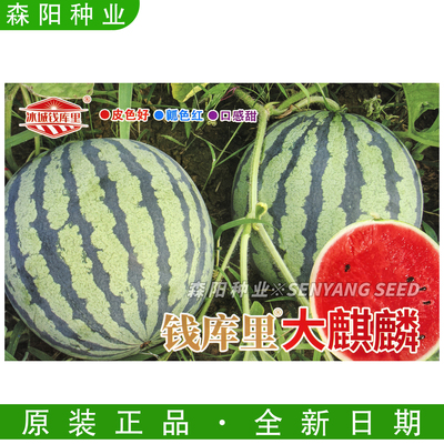 钱库里大麒麟西瓜种子早中熟