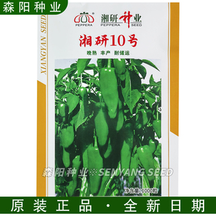 湘研10号辣椒种子晚熟高产耐储运粗大牛角椒厚肉光亮余干椒土辣椒