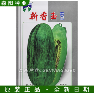 新香玉菜瓜种子脆甜香瓜水果甜瓜籽常德乌金沙瓜金品香玉瓜绿瓤酥