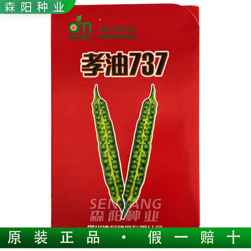 德名孝油737油菜种大田抗倒杂交