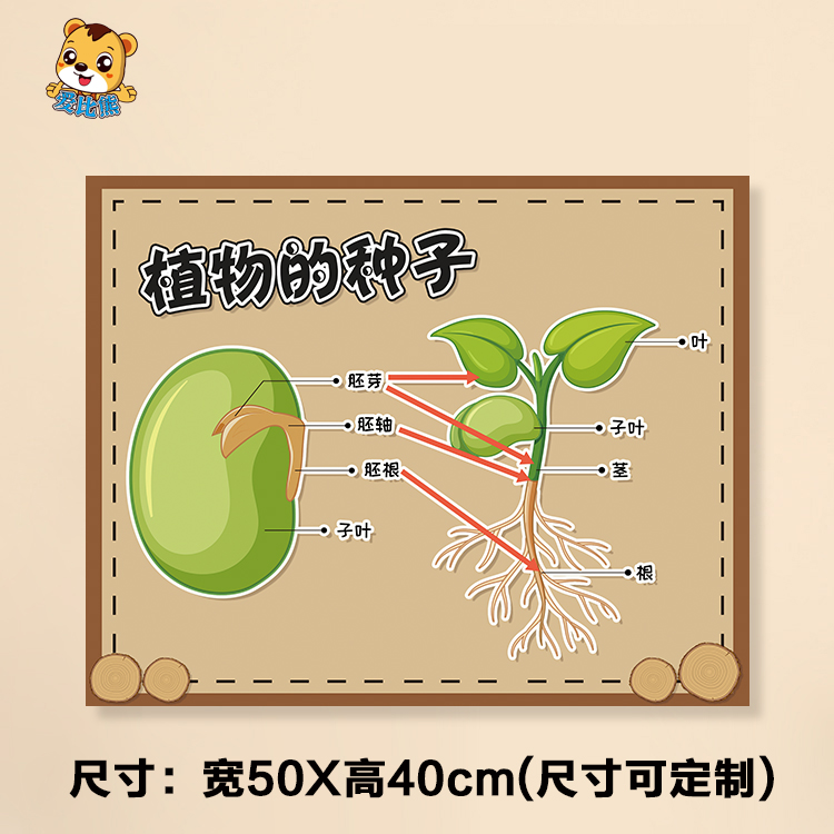 幼儿园秋天植物自然科学区环创种子的结构成长传播作用叶子的组成