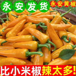 福建永安黄椒七彩小米辣泡椒五彩香辣黄辣椒新鲜农家自种尖椒剁椒