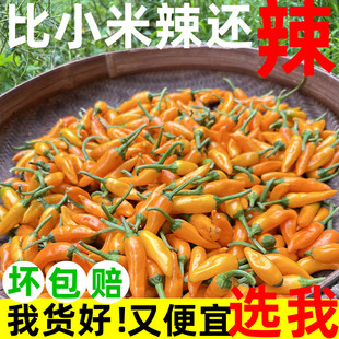 特大降价】永安黄椒正宗新鲜现货特辣香子弹小吃肉片辣椒水特产