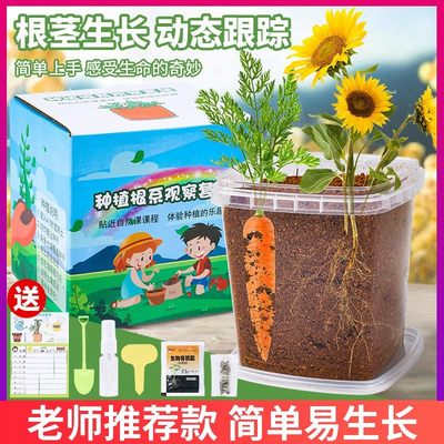 儿童阳光房种植幼儿园科学小实验