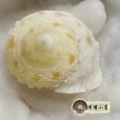 2.15厘米坦柯维鲳蜗牛