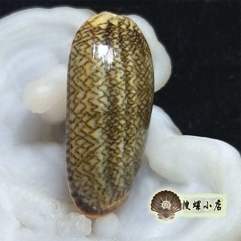 4.45厘米金唇榧螺